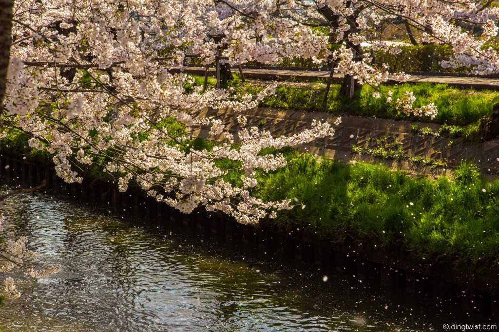 Sakura River Blizzard