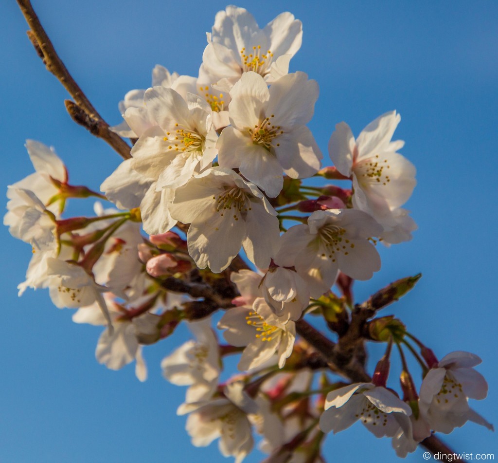 Sky Sakura