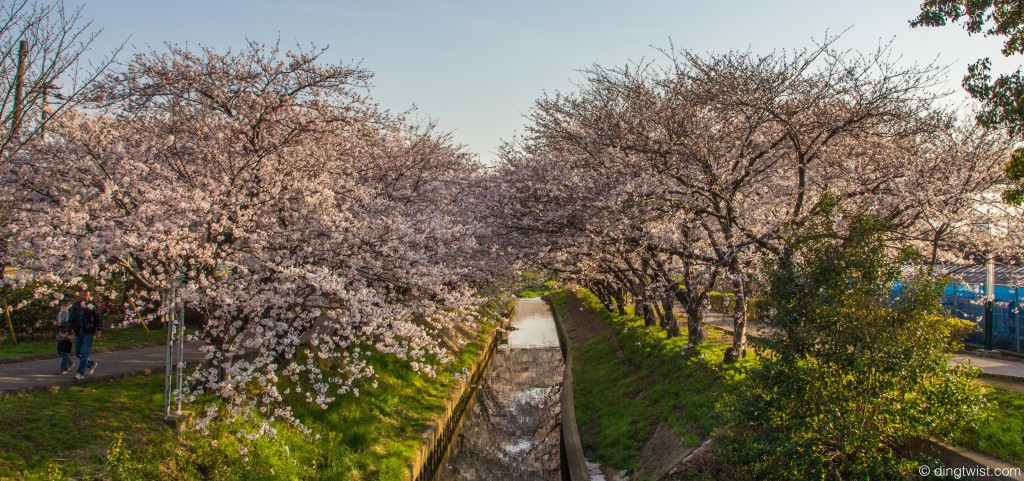 Upper Sakura River