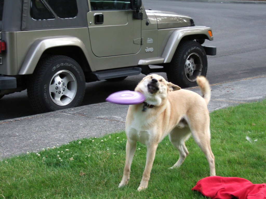 dog frisbee