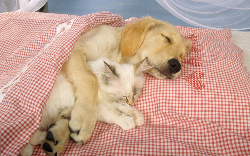 cuddle buddies