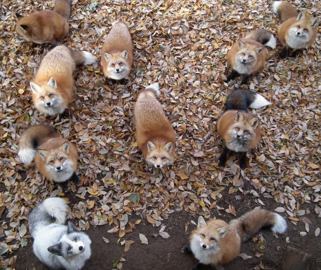 foxes