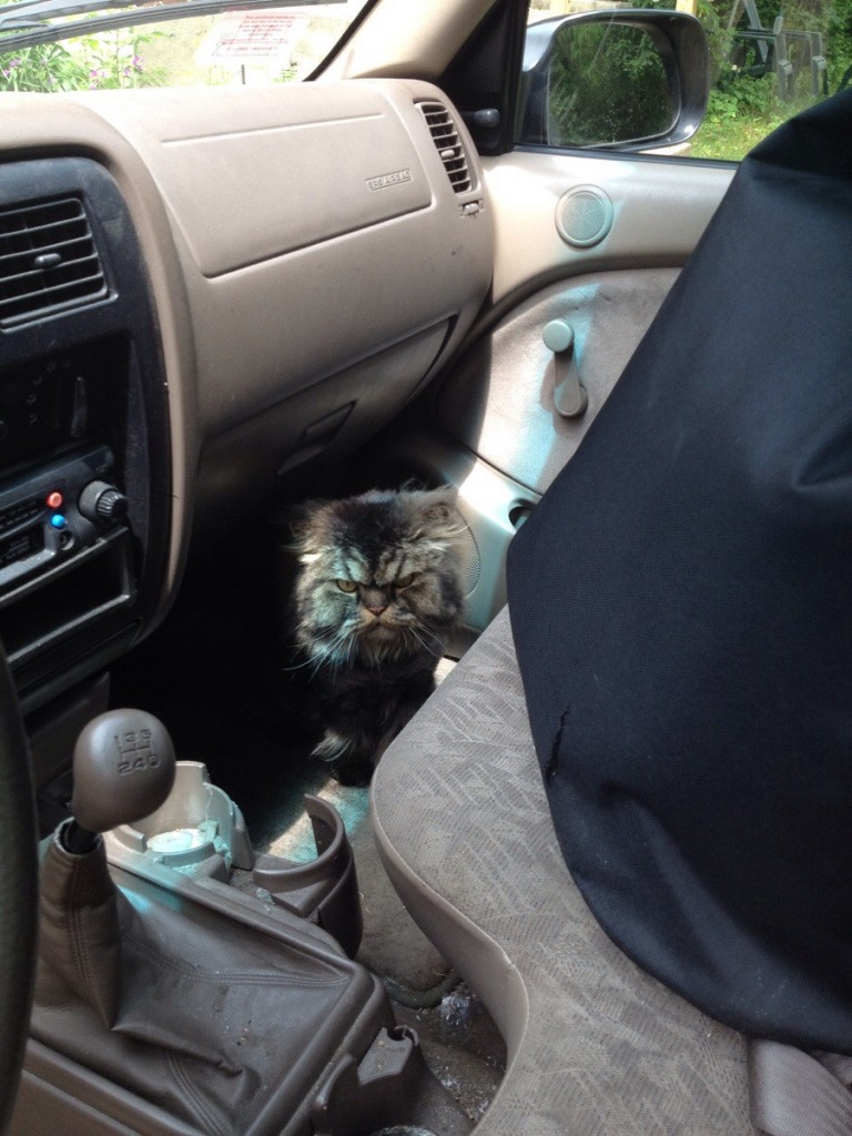 furious cat