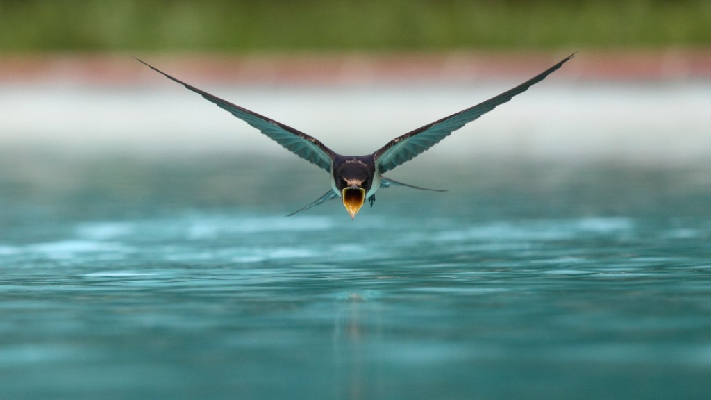 swallow drinking mid-flight