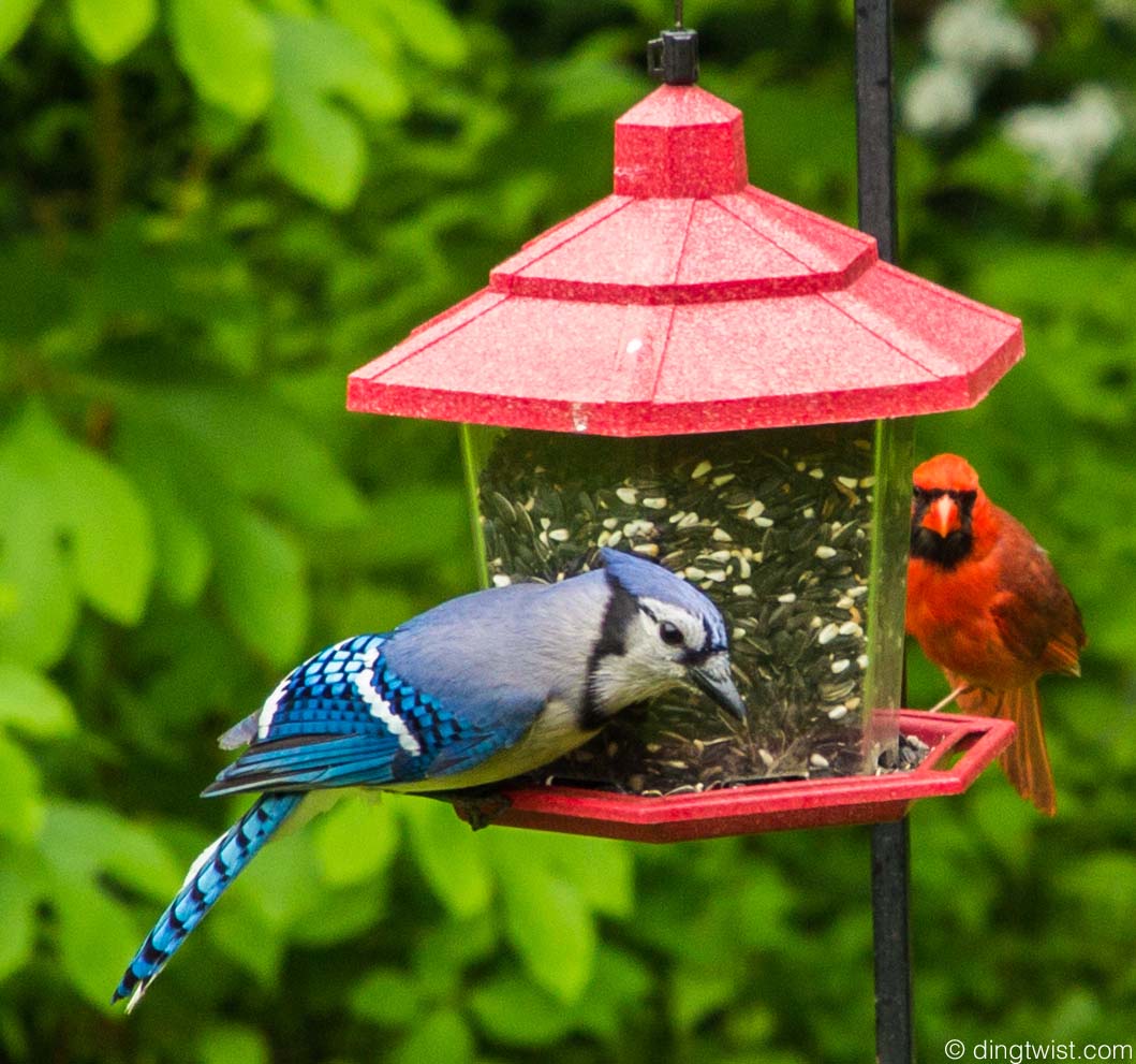 Collection 105+ Images bird feeder for blue jays and cardinals Stunning