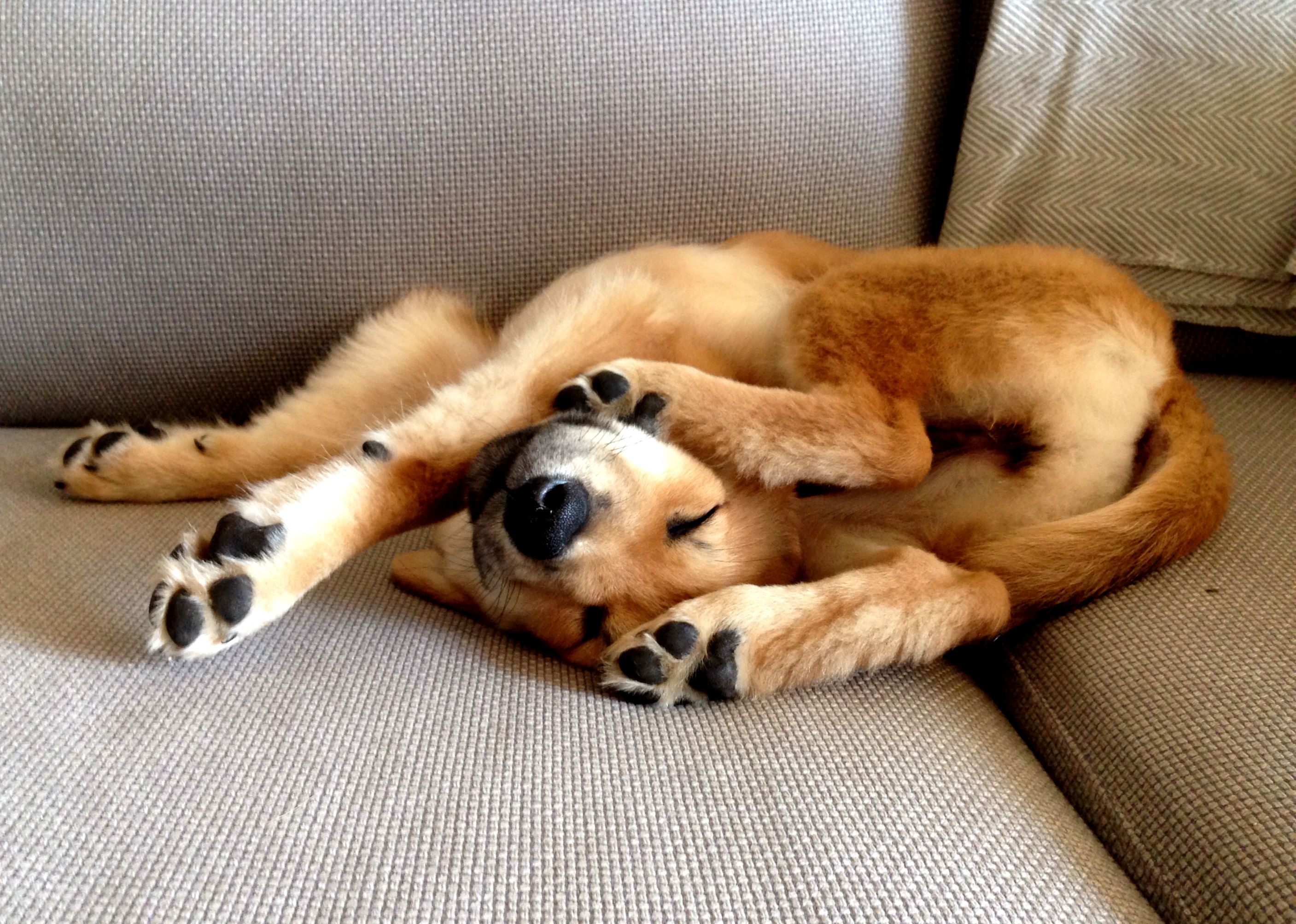 dog pretzel