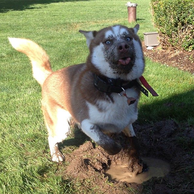 playing in the mud