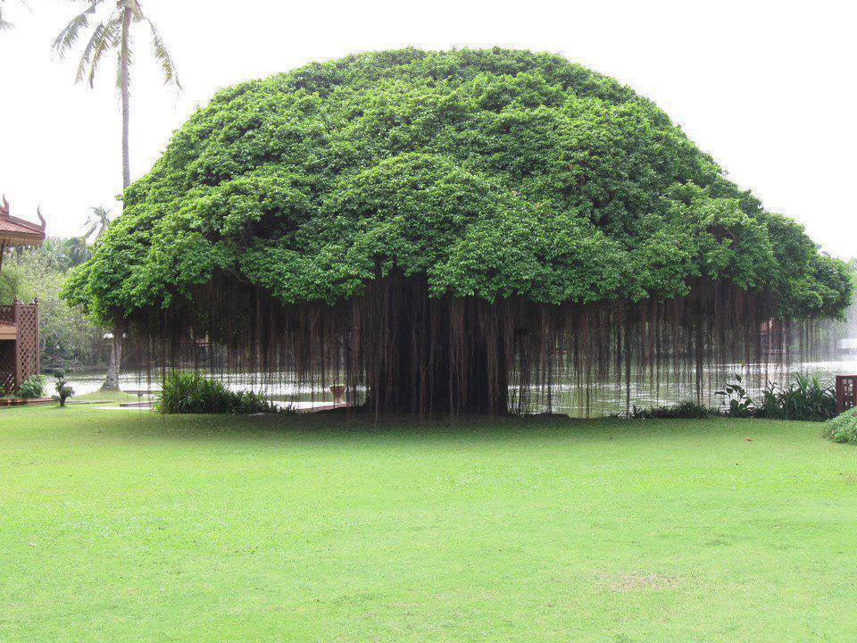 banyan