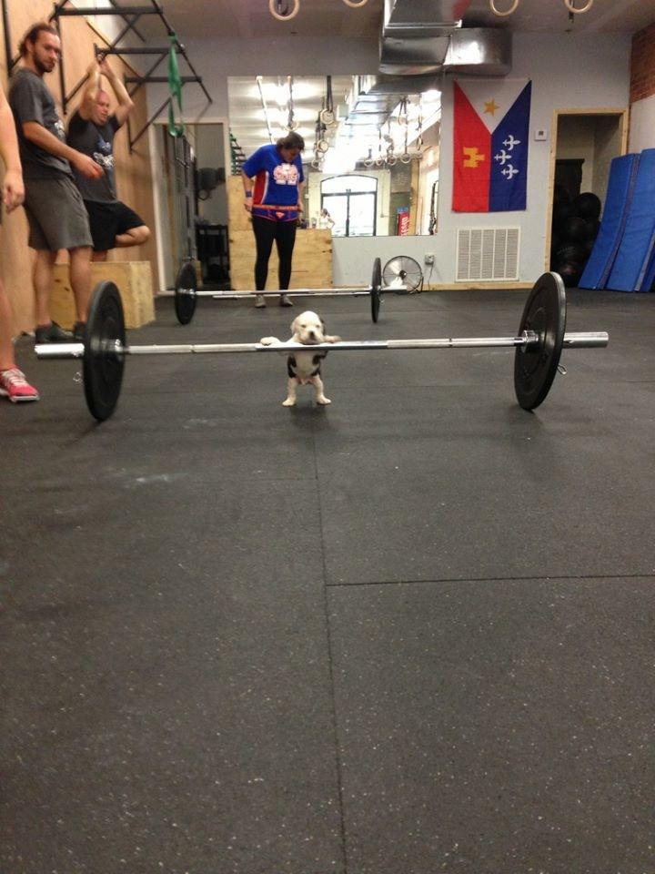 doggie lifter