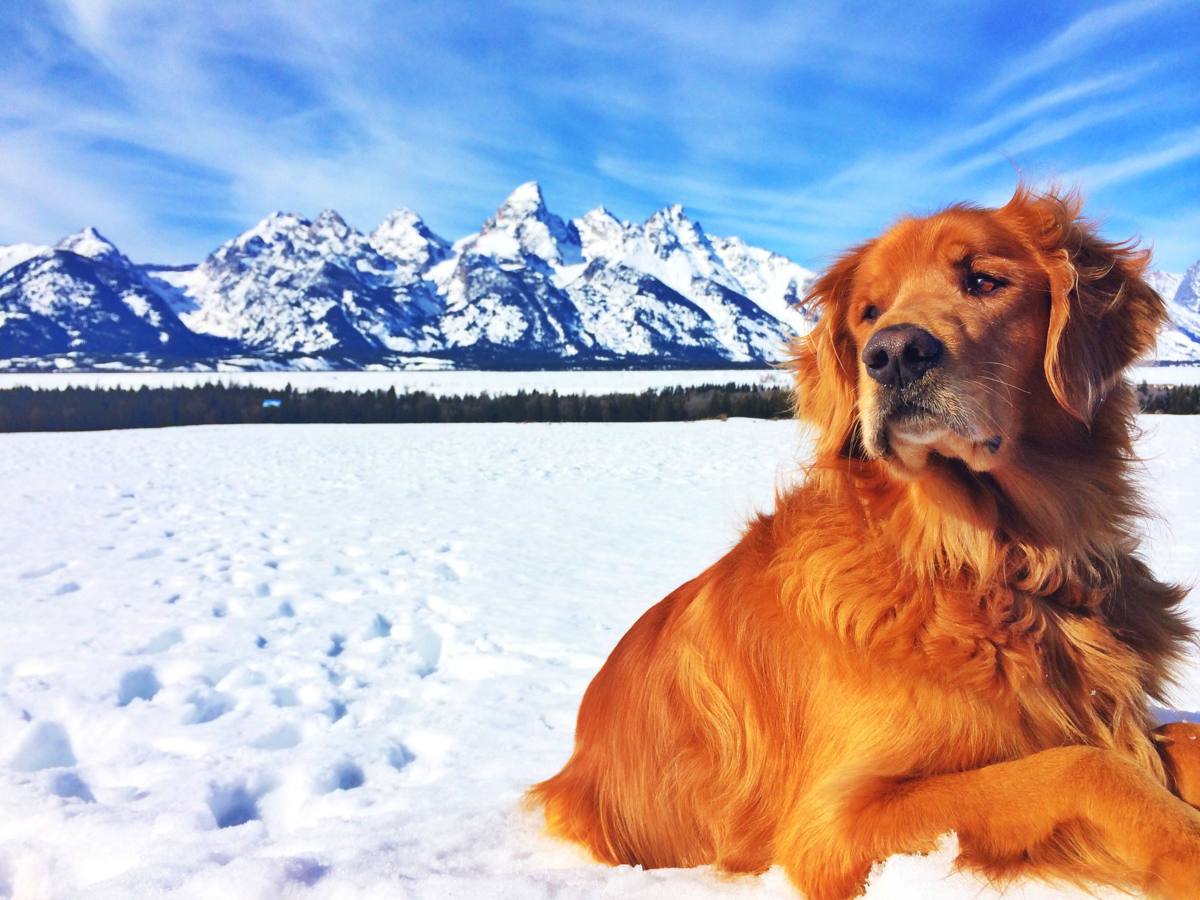 golden tetons