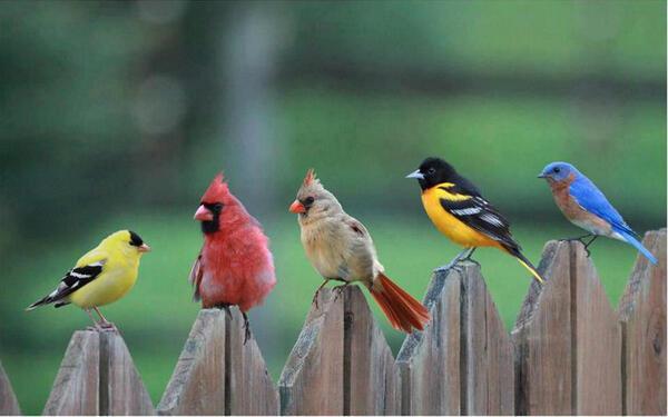 songbirds