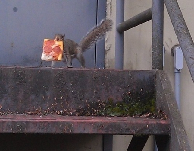 squirrel pizza