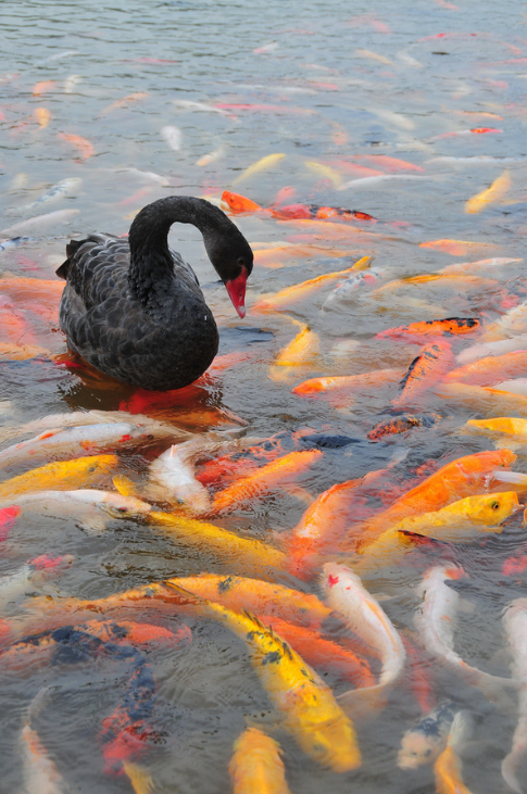 swan koi