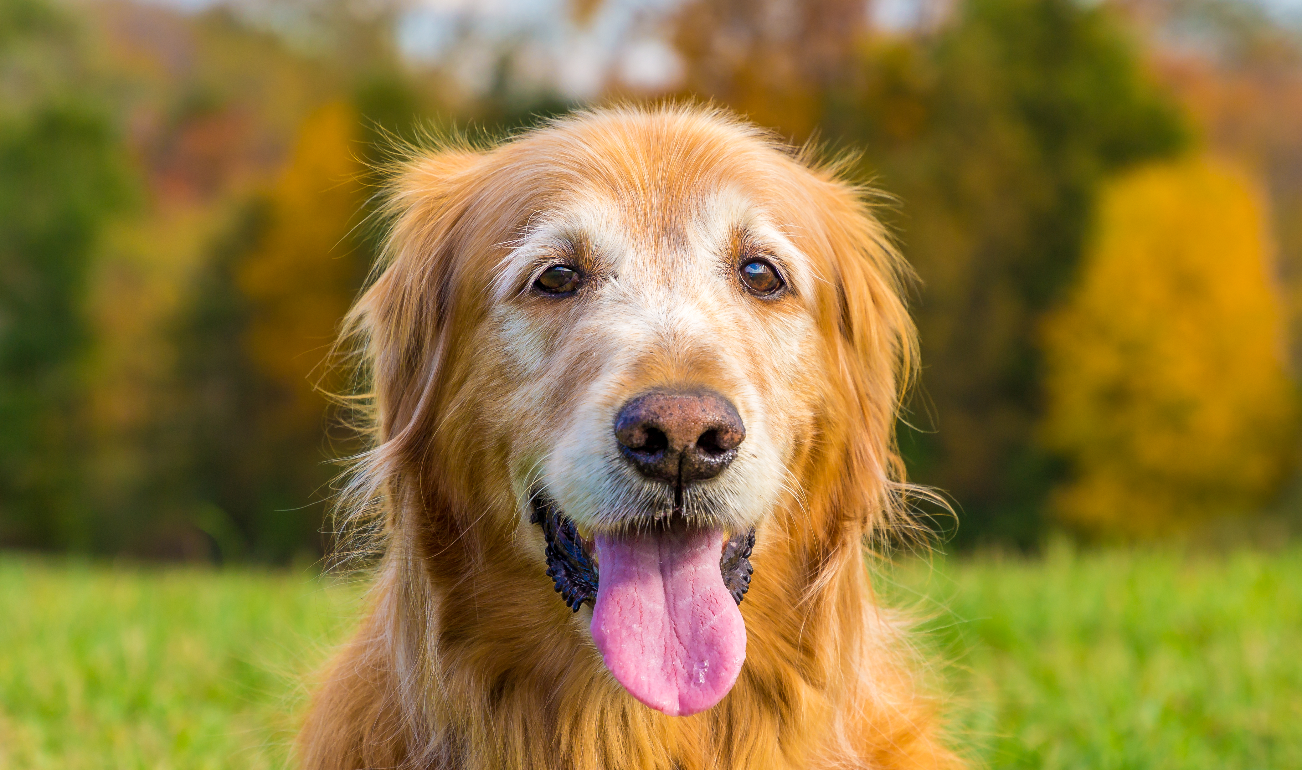 This is exactly how I want to remember my beautiful boy with his distinctive white "mask" in his later years.