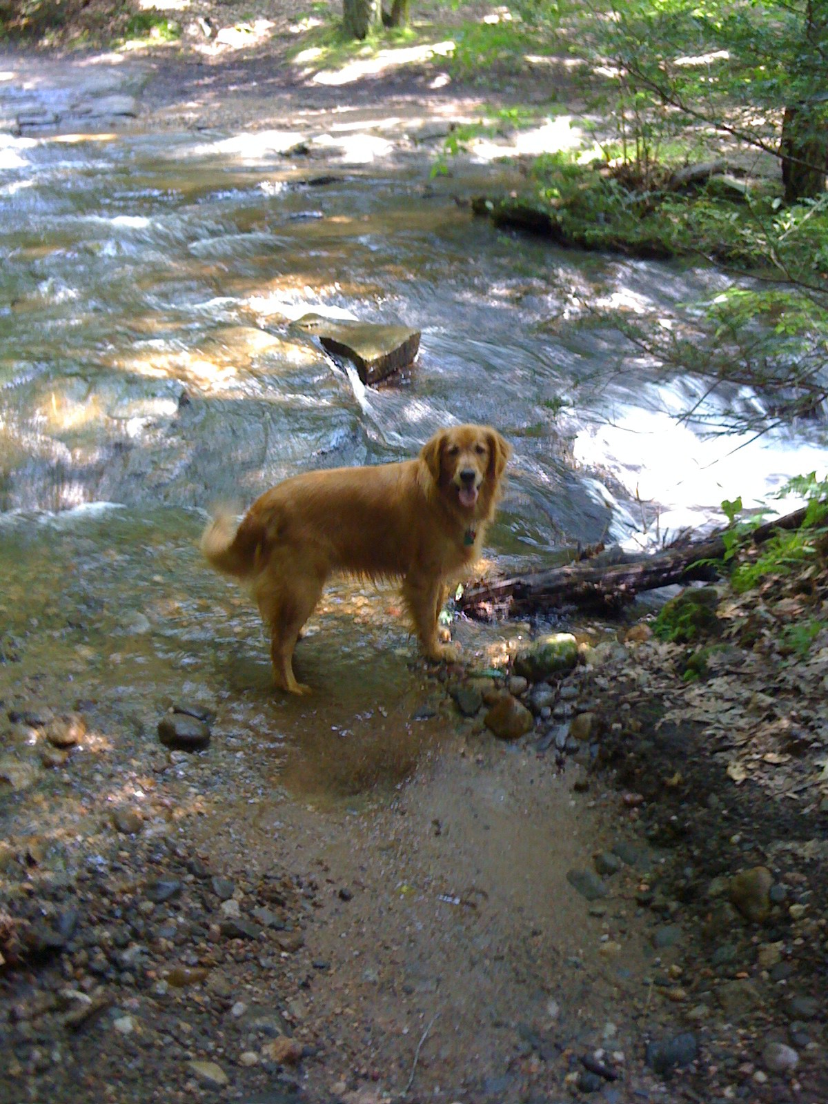 Waiting for me to cross the stream.