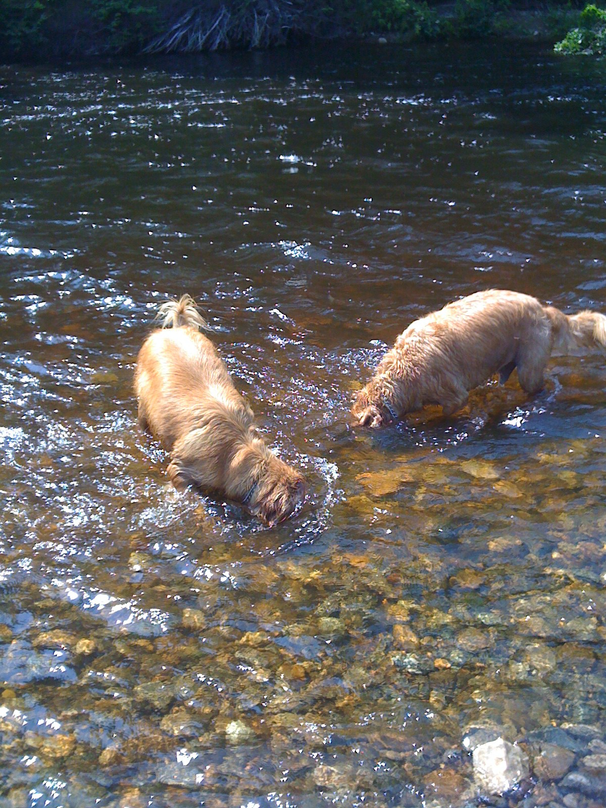 Diving for rocks with Rigs.