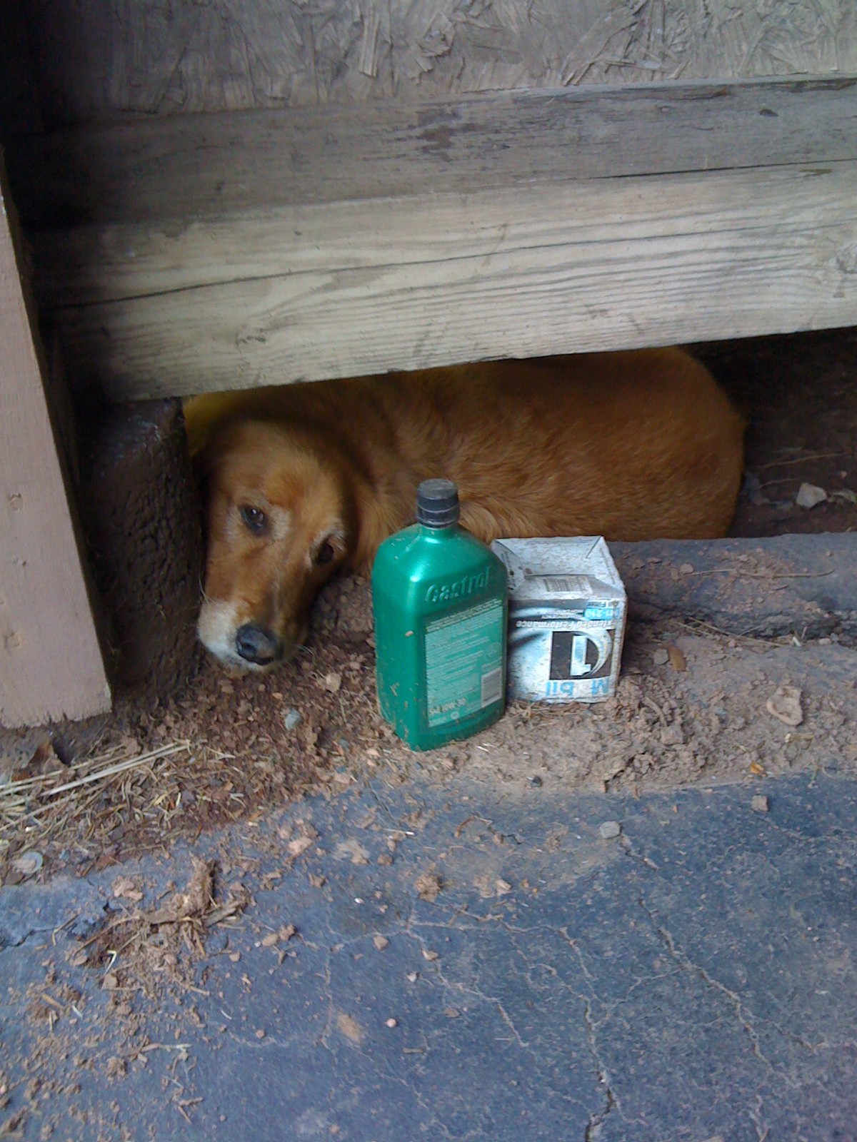 Sitting in a favorite dirt hole on a hot summer day.