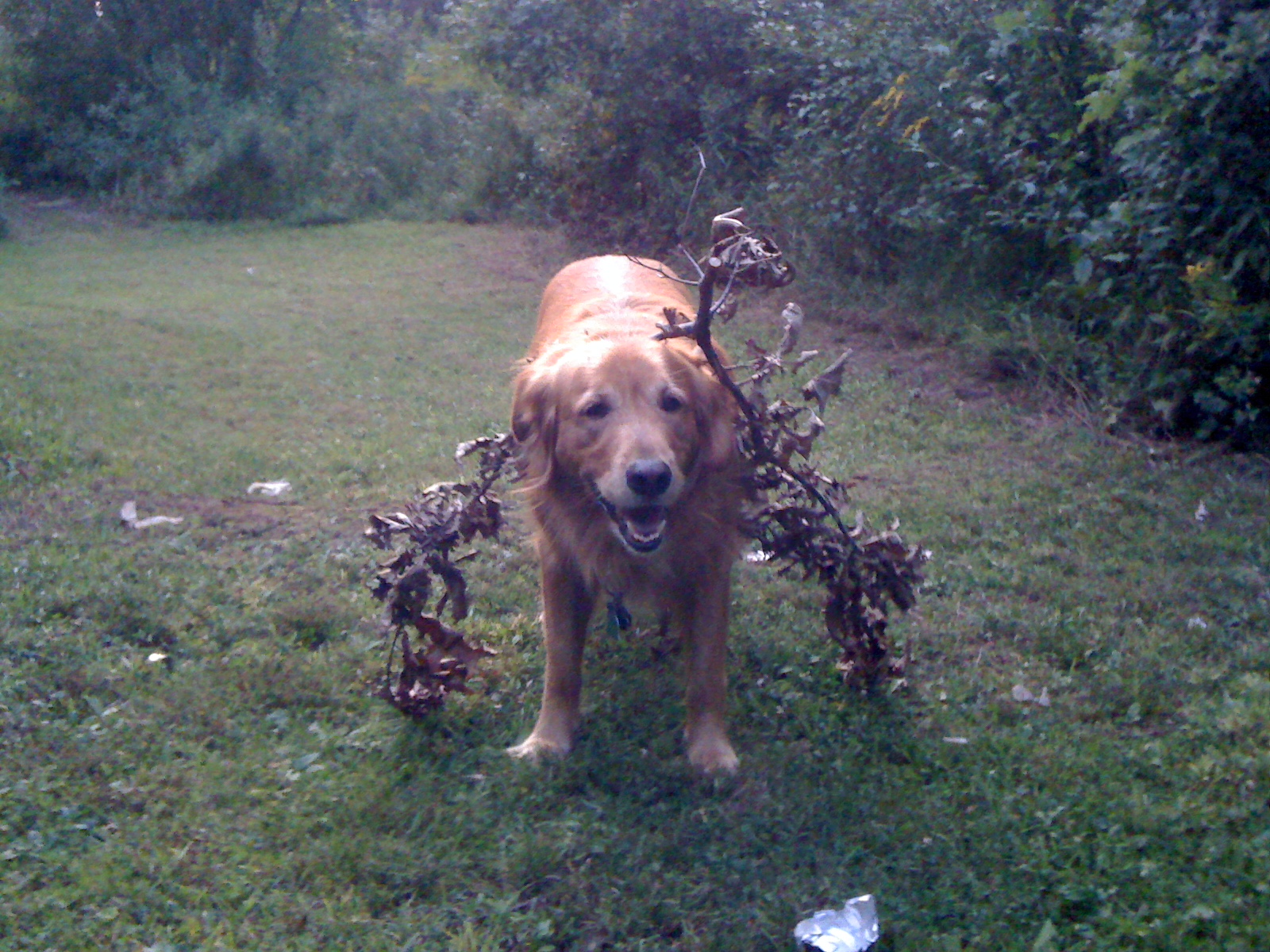 Wandering through the bushes, got a branch stuck on him.