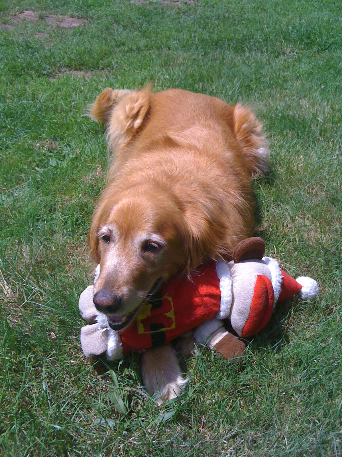 Head resting on a great toy before he ripped it to shreds.