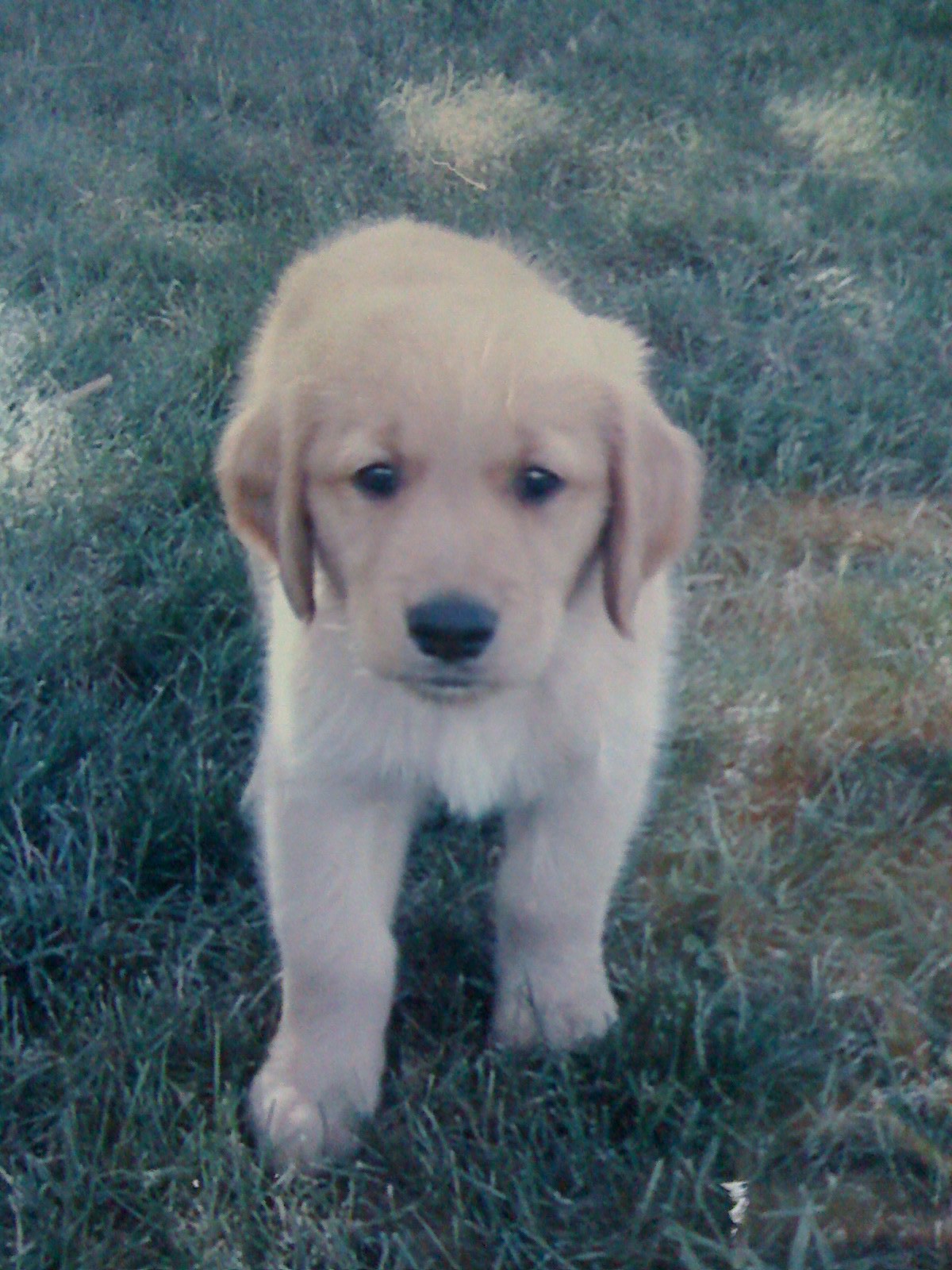 Buddy as a little puppy.