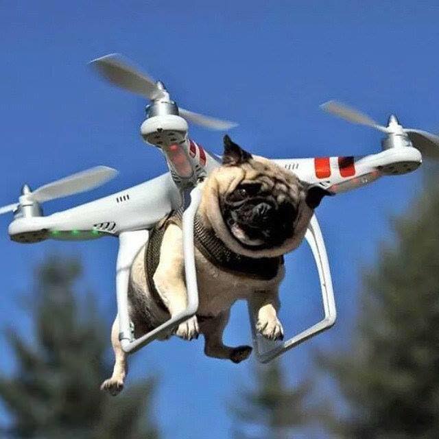 hover pug