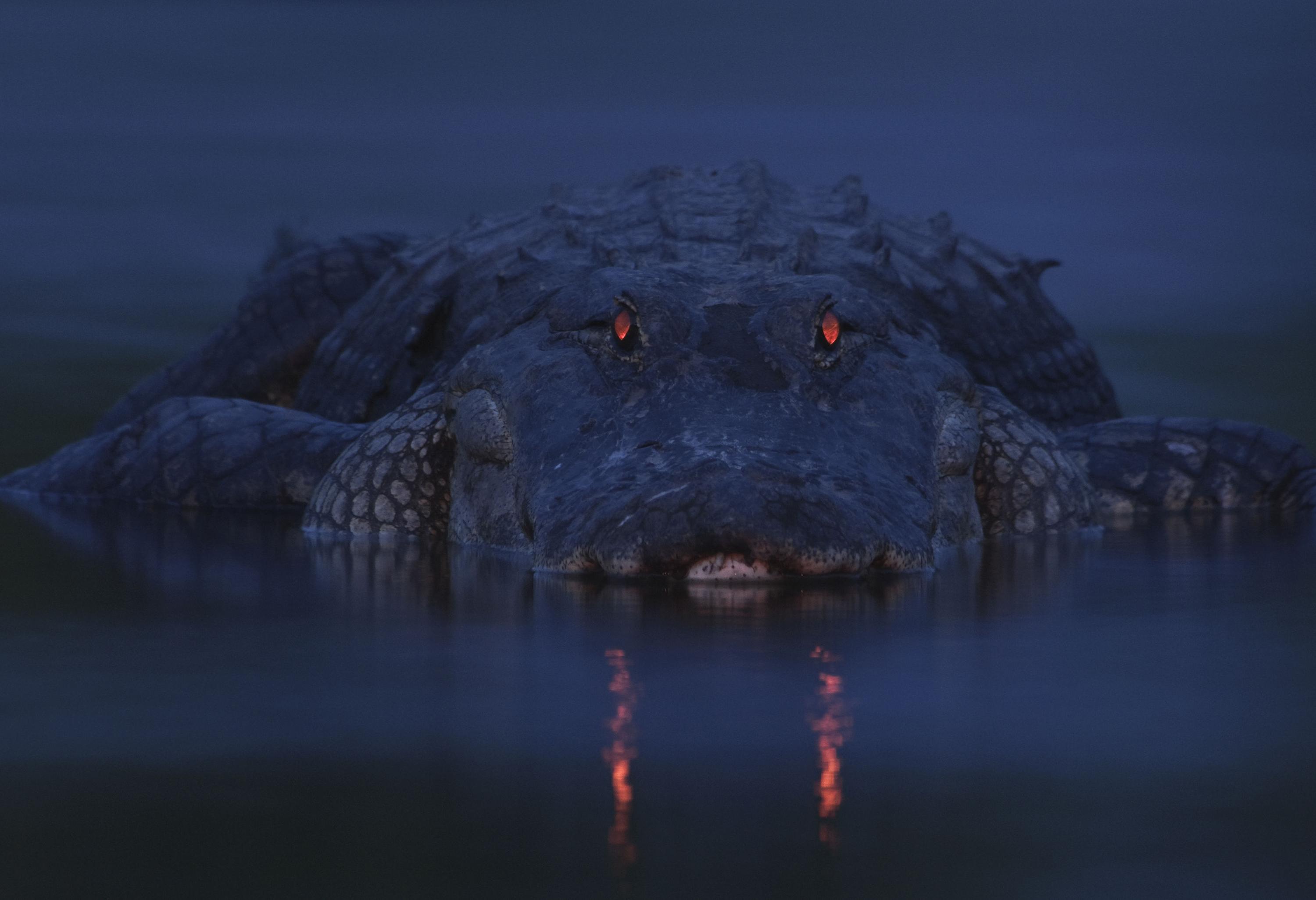 alligator sunset