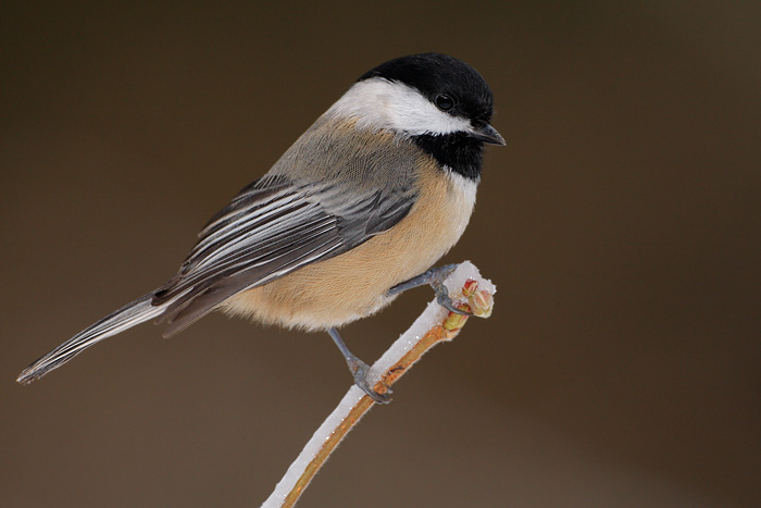 chickadee