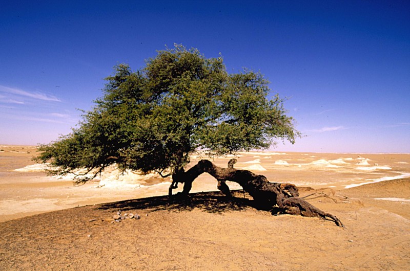 Природа жаждущих. Дерево Тенере нигер. Анчар дерево пустыни. Карагач в пустыне. Зеленое дерево в пустыне.