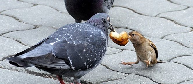 Lord of the Pigeons