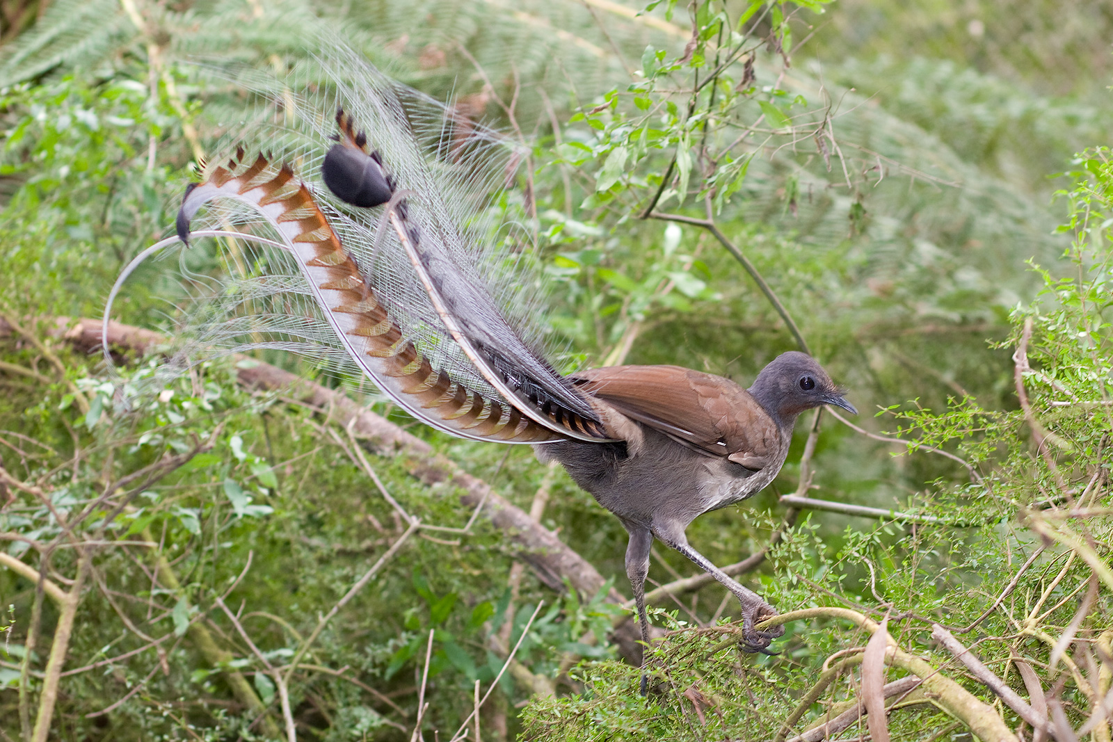 The Lyrebird