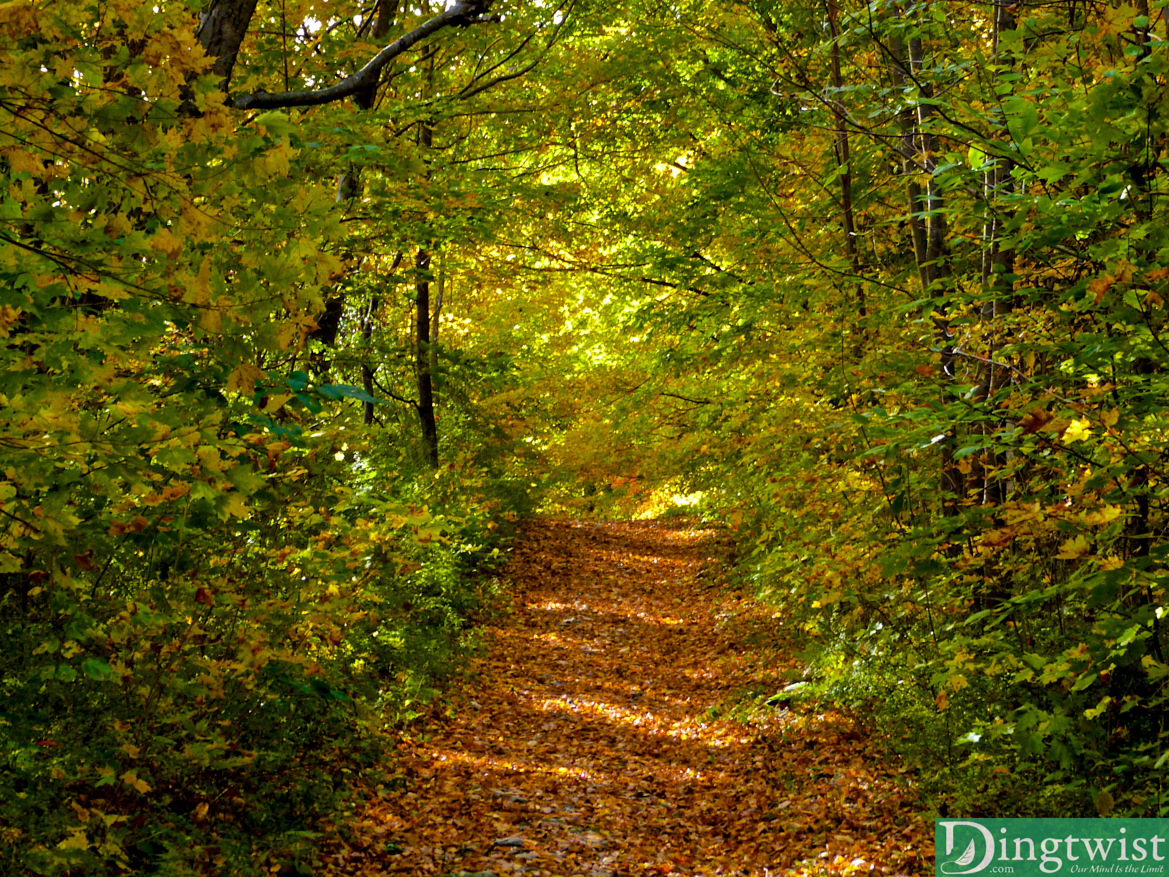 Mount Greylock Hike