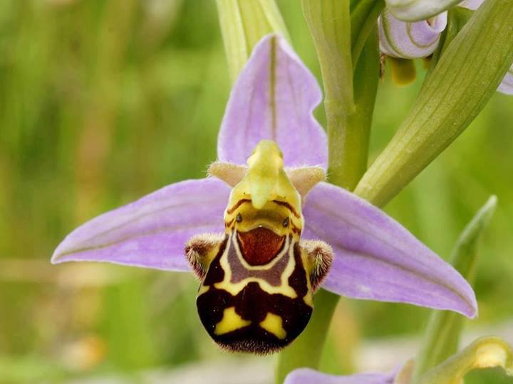 happy orchid